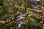 Downy Lobelia